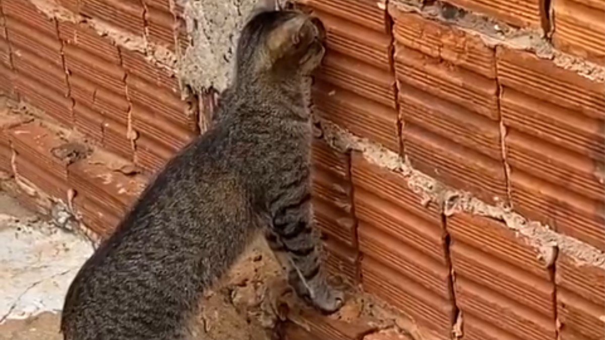 Gata descobre ‘janela da fofoca’ e fica de olho na casa ao lado