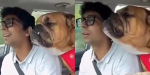 Cão viraliza ao cantar música com dono