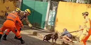 VÍDEO: idosa atacada por pitbull domina cão até chegada de ajuda