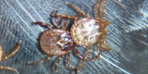 Minas Gerais registra cinco mortes por febre maculosa em 2025