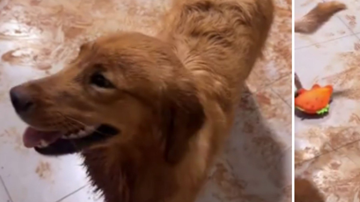 Golden se diverte na lama e leva bagunça para dentro de casa