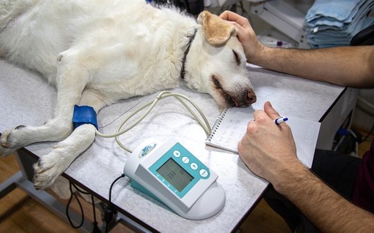 Como identificar e tratar problemas cardíacos em pets