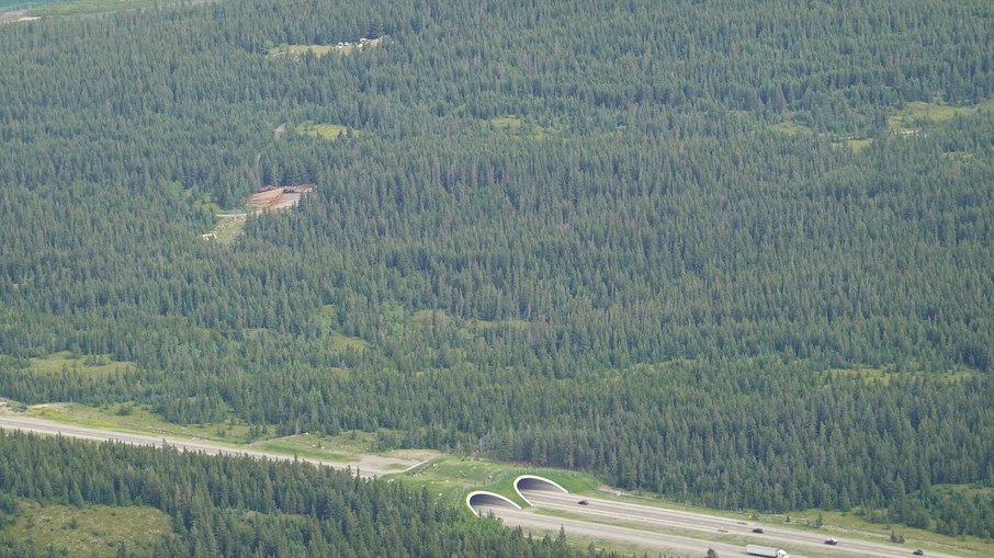 Pontes e corredores ecológicos já salvaram a vida de mais de 10 animais na capital dos Estados Unidos Pontes e corredores ecológicos já salvaram a vida de mais de 10 animais na capital dos Estados Unidos
