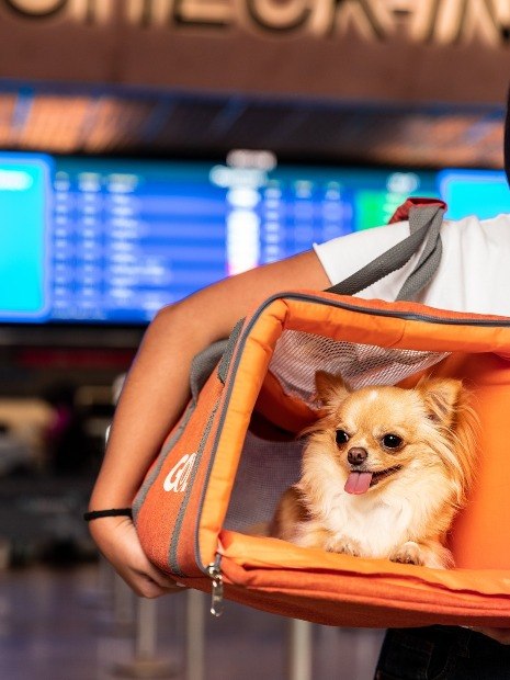 Agora é possível usar milhas para transportar pets na cabine em voos Gol
