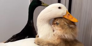 Amizade entre gato e patos encanta a web: "Isso é tão adorável"