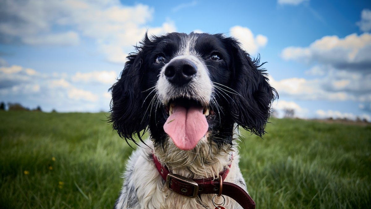 SPRINGER SPANIEL INGLÊS: características e cuidados