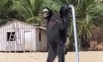 Macaco-aranha caminha em duas patas e surpreende turistas