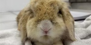 Coelho abandonado revela surpresa ao ganhar banho e mudar cor