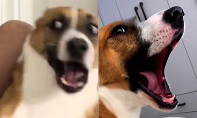 Seu cachorro 'discute' com você? Saiba o motivo