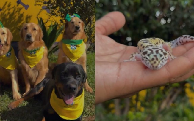 Convocação inusitada reúne cães, cobras e salamandras para a Copa Eegpxcvl2z20lvrrk4928jdh9