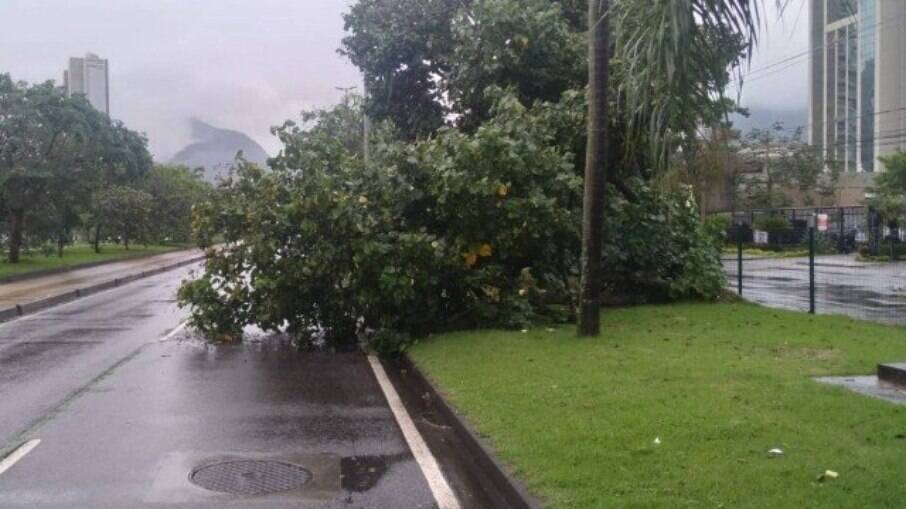 Uma árvore caiu na Avenida Abelardo Bueno, no sentido av. Salvador Allende, na Barra da Tijuca
