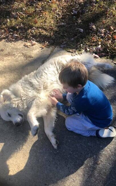 Cão de guarda que gosta de receber carinho