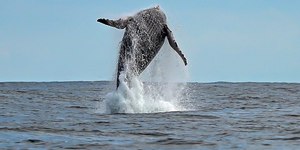 Observação de baleias em Ilhabela (SP): saiba o que é permitido