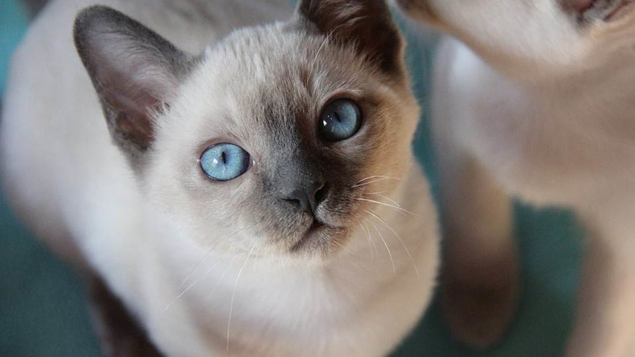 Gato da raça Tonquinês, também chamado de Tonkinese Gato da raça Tonquinês, também chamado de Tonkinese