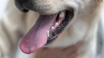 T%C3%A1rtaro%20em%20pets%3A%20quando%20limpeza%20%C3%A9%20indispens%C3%A1vel%3F