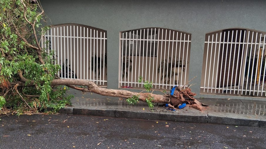 Quedas de árvores também foram registradas na cidade de Rancharia (SP)