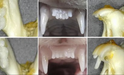 Remédio para crescer dentes pode estar pronto antes do que pensávamos; veja