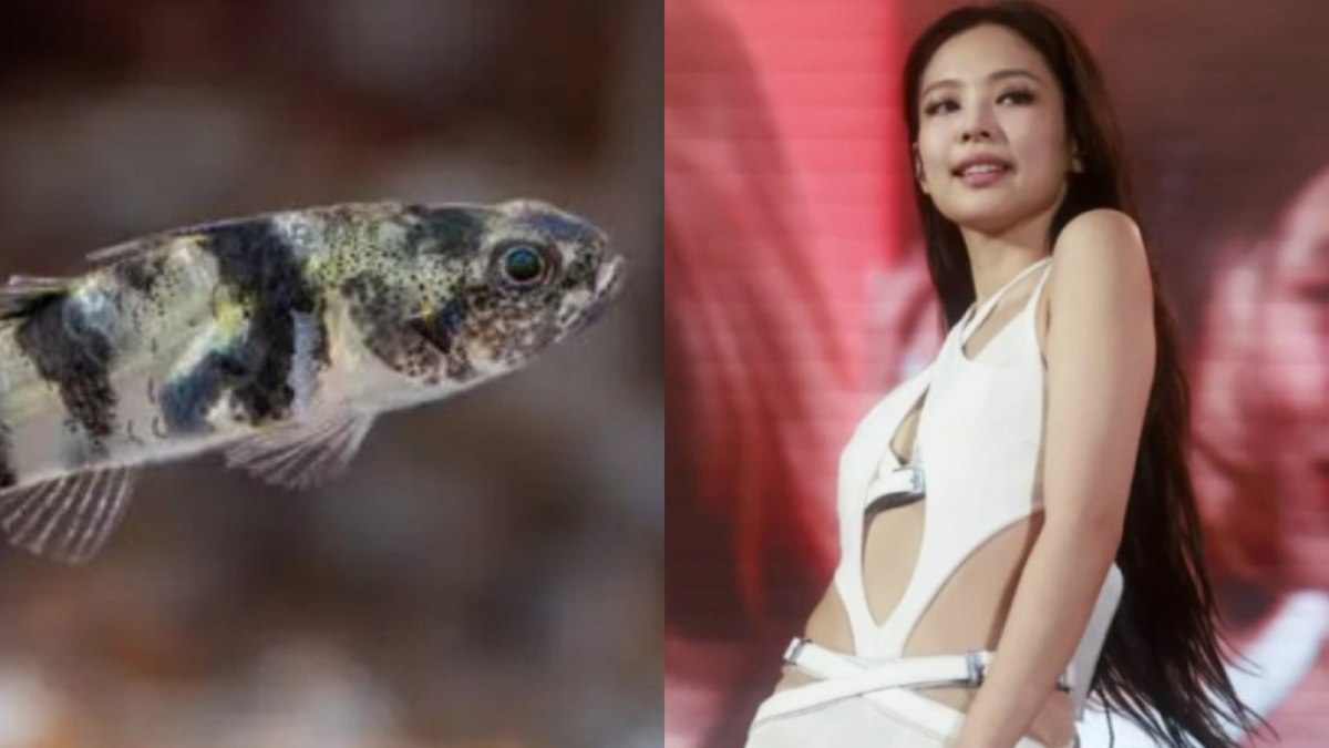 Peixe e cantora