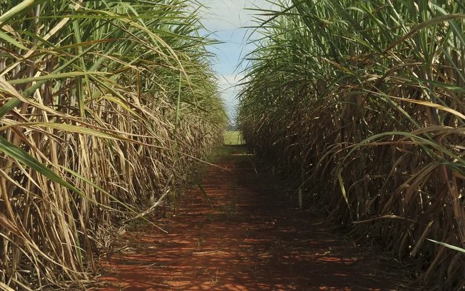 Furto de cana-de-açúcar é flagrado em propriedade rural em Santa Rita do Passa Quatro