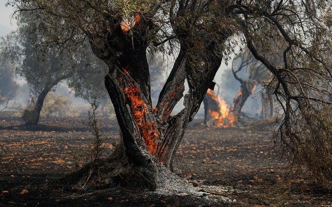 Oliveiras pegaram fogo em diversos países, como na Grécia