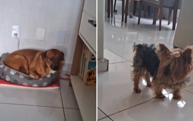 Cachorro invade cama do irmão e mostra quem manda na casa Efcocdk9ldhawtz1hfaigkx2w