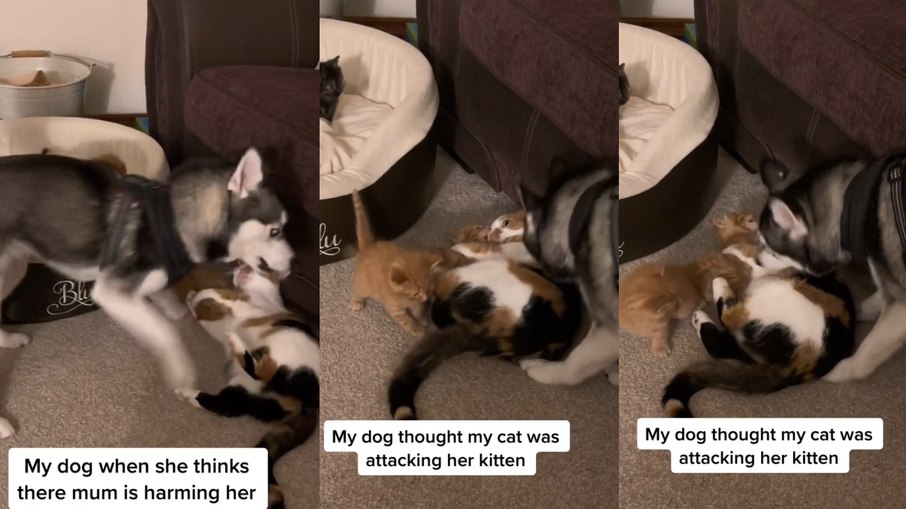 O cachorro defende filhote contra 'ataque' da própria mãe