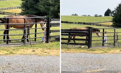 Cavalo se emociona ao ver garota pular a cerca para acariciá-lo