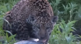 Agricultura: técnica reduz emissões de CO2