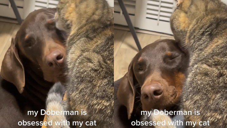 Momento fofura: doberman fecha
os olhos enquanto gato dá 'lambeijos'