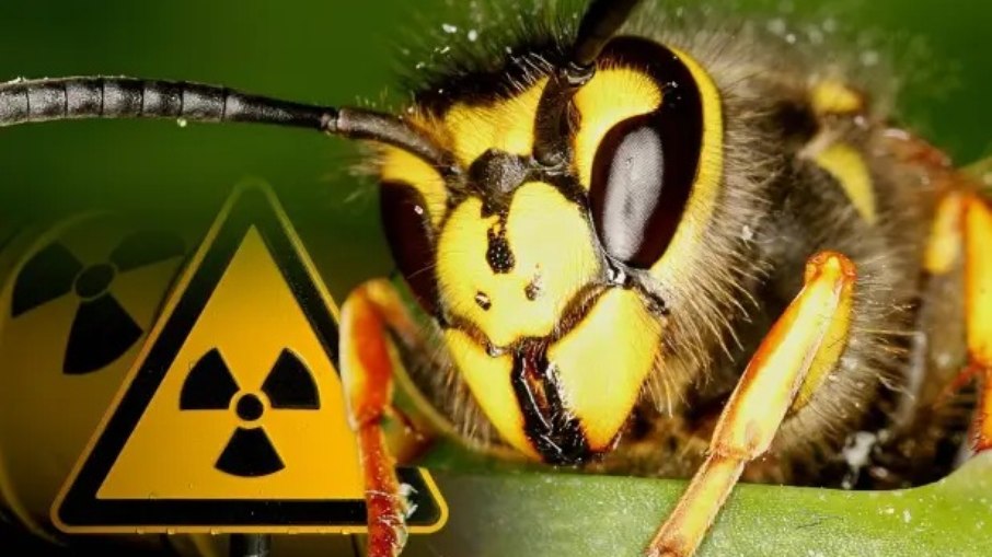 Ninho de vespas radioativas é achado em usina Ninho de vespas radioativas é achado em usina