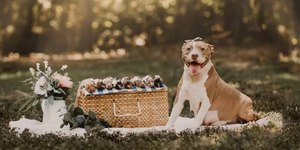Pitbull grávida ganha ensaio especial antes de dar à luz