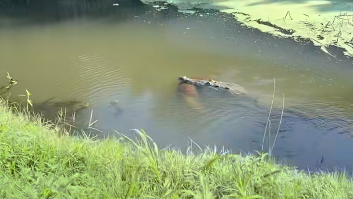 Crocodilo arrasta cachorro vivo para rio Crocodilo arrasta cachorro vivo para rio