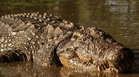 Incidente: leões matam tratador diante de turistas atônitos