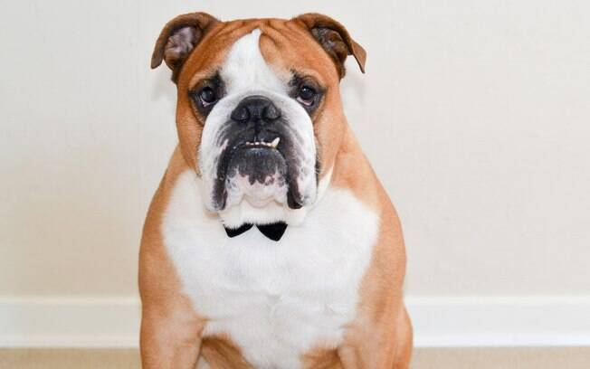 O bulldog inglês é muito fofo e amável, é inevitável gostar dessa carinha dócil