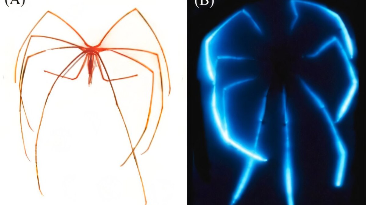 Aranhas-do-mar gigantes (Colossendeis tasmanica em A e Colossendeis minor em B) Aranhas-do-mar gigantes (Colossendeis tasmanica em A e Colossendeis minor em B)