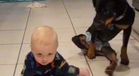 Cão com paralisia nas patas traseiras ensina bebê a se deslocar