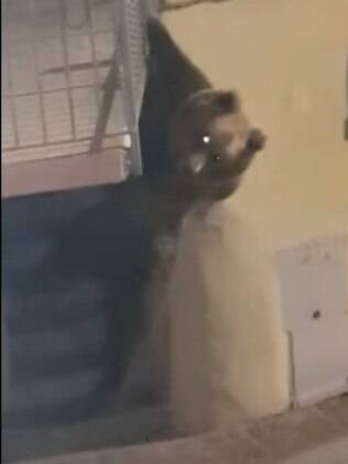 Urso escalando sacada
