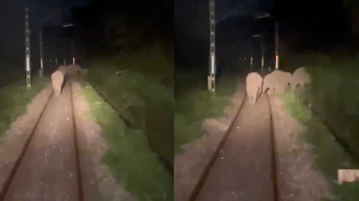 Elefantes param trem ao caminhar pelos trilhos na Índia
