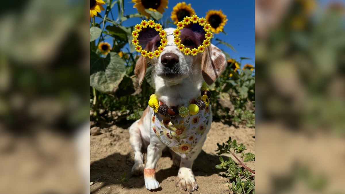 Conheça a cadela de três patas que encanta com próteses criativas Conheça a cadela de três patas que encanta com próteses criativas