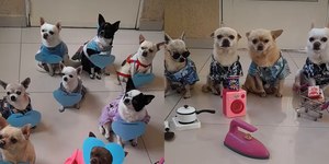 Conheça a "Turminha Top": grupo de cães que tem divertido a web