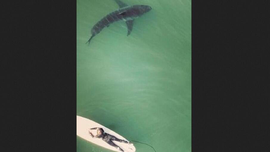 EUA: Surfista é flagrado nadando ao lado de tubarão-branco na Califórnia
