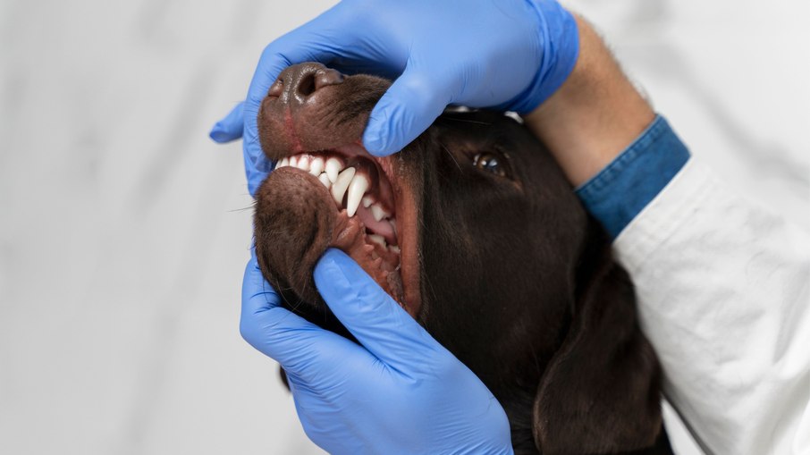 Mau hálito em pets pode ser sinal de que algo não vai bem Mau hálito em pets pode ser sinal de que algo não vai bem
