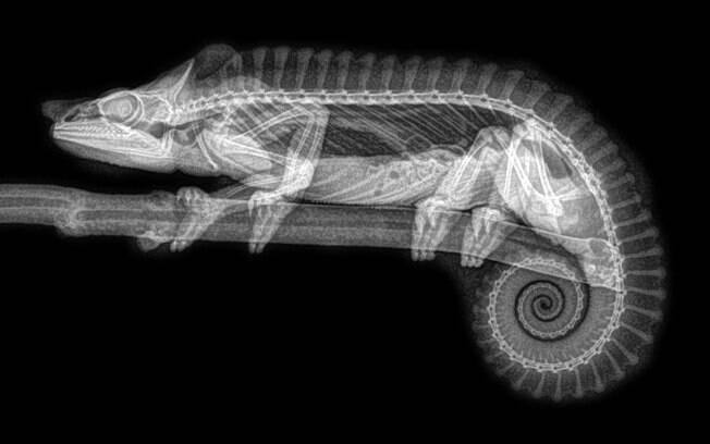 Imagens de raio-x de animais viralizaram após publicação do Oregon Zoo%3B confira todas
