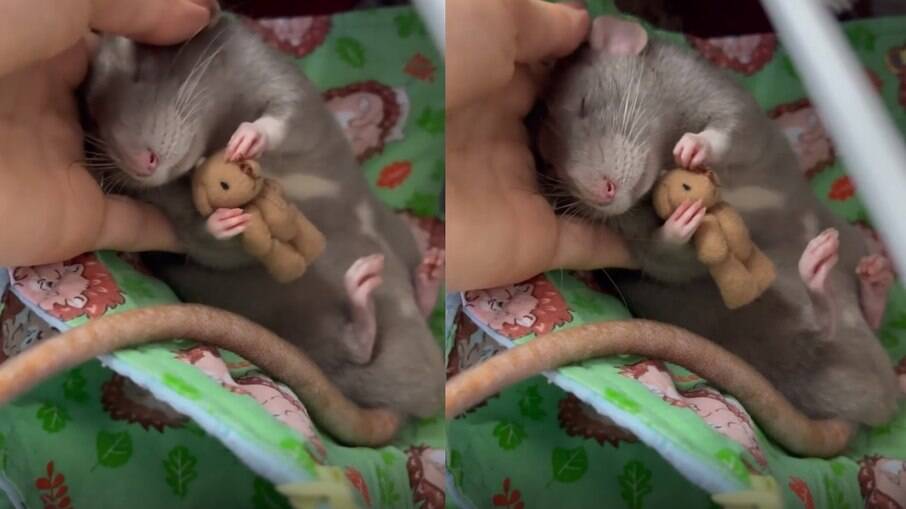 Rato dorme com bichinho de pelúcia