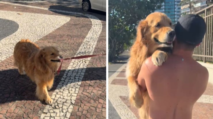 Golden se recusa a deixar a praia e precisa ser levada no colo