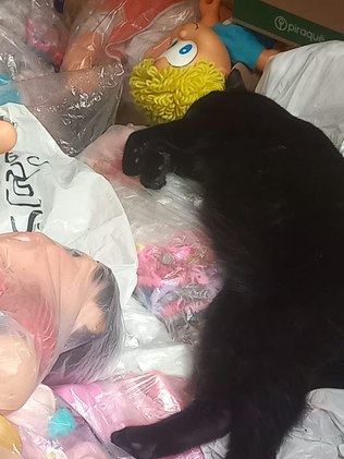 Gata de Kellerman deitada sobre os brinquedos que ele conseguiu salvar das chuvas Gata de Kellerman deitada sobre os brinquedos que ele conseguiu salvar das chuvas