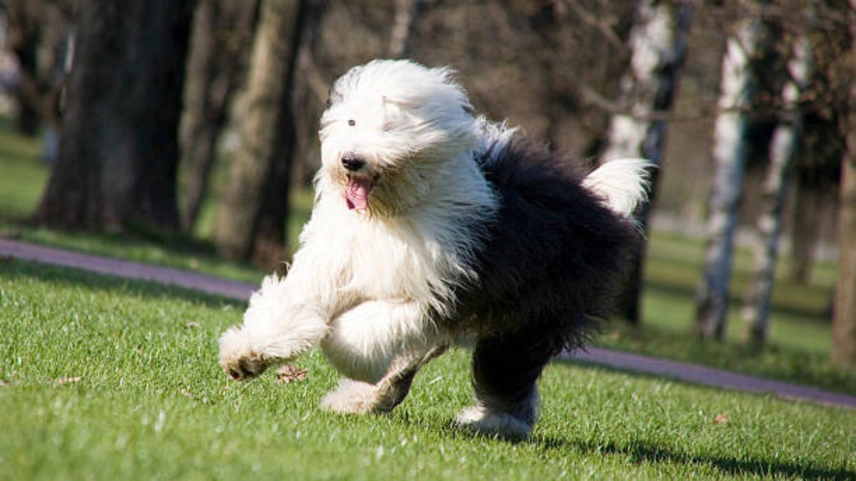 Filhote De Cachorro Inglês Velho Do Sheepdog Foto de Stock