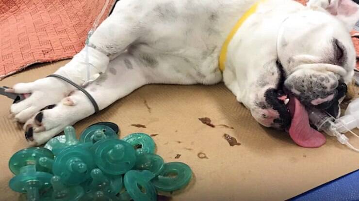 Veterinários retiram 19 chupetas de estômago de Buldogue