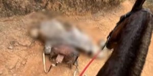 Perícia aponta que cavalo estava vivo ao ser mutilado