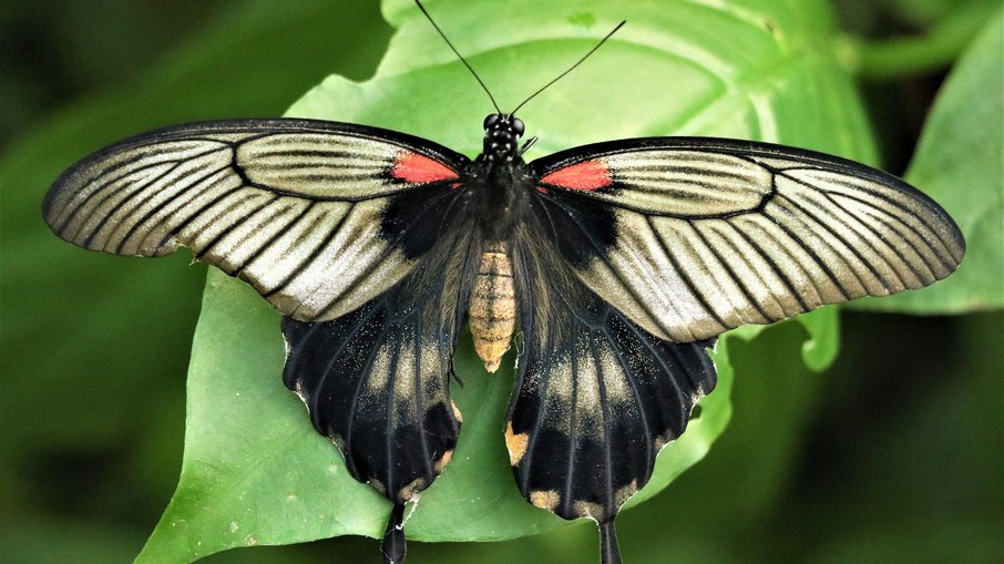 Borboleta Great Mormon